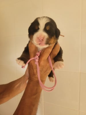 Les chiots de Bouvier Bernois