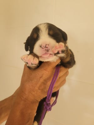 Les chiots de Bouvier Bernois