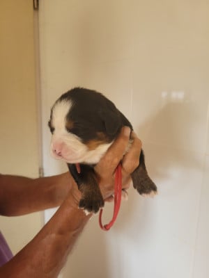 Les chiots de Bouvier Bernois