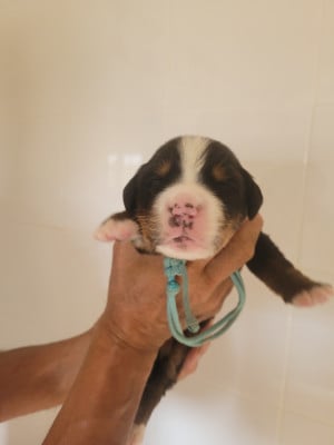 Les chiots de Bouvier Bernois