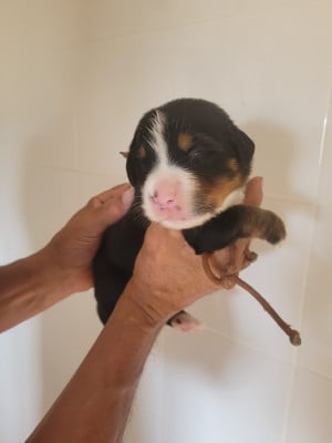Les chiots de Bouvier Bernois