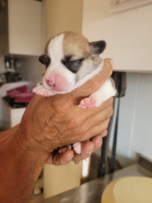 Les chiots de Welsh Corgi Pembroke