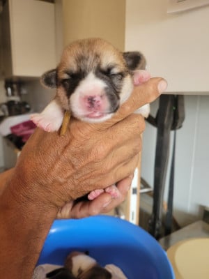 Les chiots de Welsh Corgi Pembroke