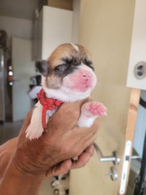 Les chiots de Welsh Corgi Pembroke
