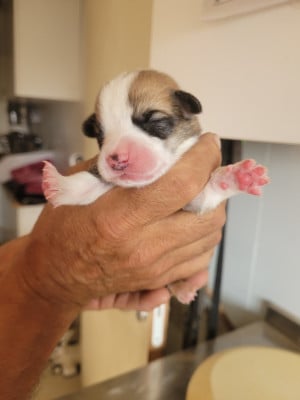 Les chiots de Welsh Corgi Pembroke