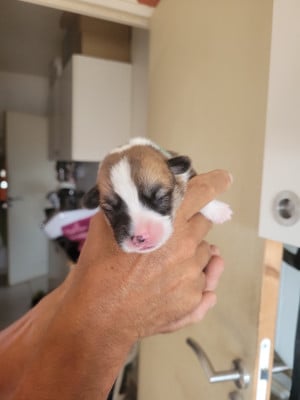 Les chiots de Welsh Corgi Pembroke
