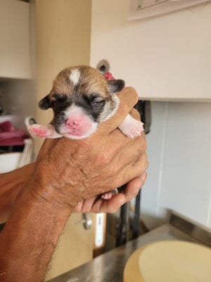 Les chiots de Welsh Corgi Pembroke