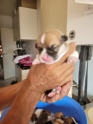 Les chiots de Welsh Corgi Pembroke