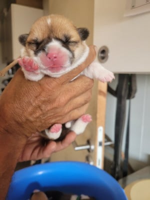 Les chiots de Welsh Corgi Pembroke