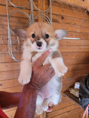 Les chiots de Welsh Corgi Pembroke