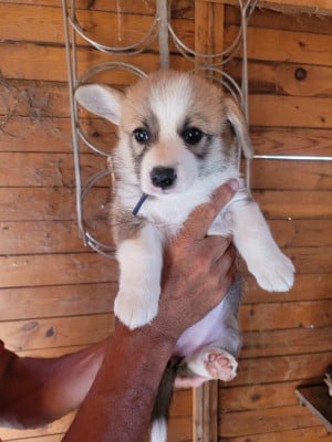 Les chiots de Welsh Corgi Pembroke