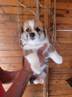 Les chiots de Welsh Corgi Pembroke