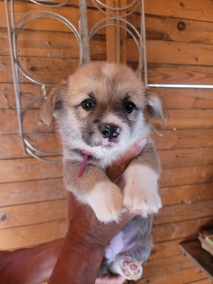 Les chiots de Welsh Corgi Pembroke