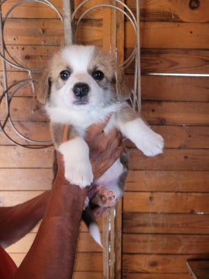 Les chiots de Welsh Corgi Pembroke