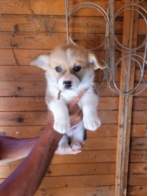 Les chiots de Welsh Corgi Pembroke