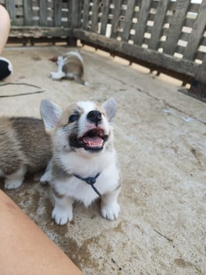 Les chiots de Welsh Corgi Pembroke