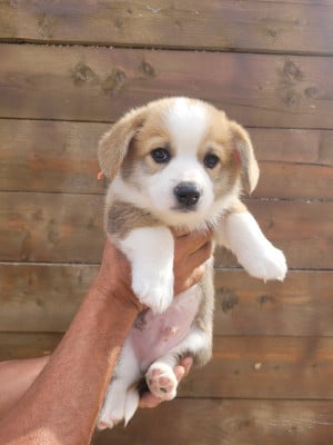 Les chiots de Welsh Corgi Pembroke