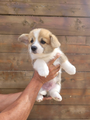 Les chiots de Welsh Corgi Pembroke
