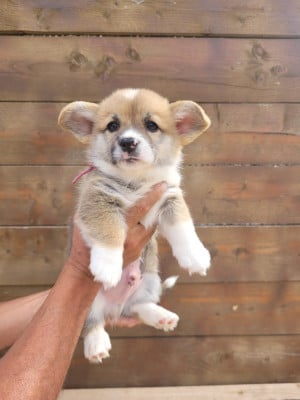 Les chiots de Welsh Corgi Pembroke