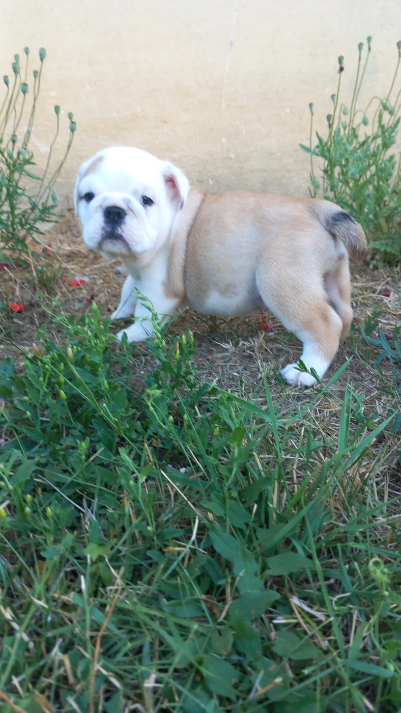 B - Bulldog Anglais