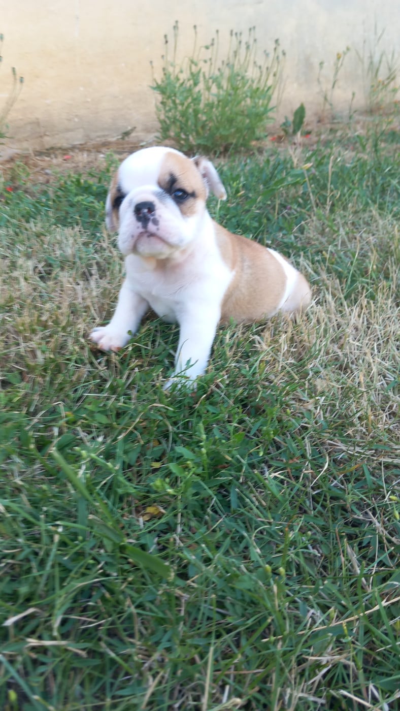 B - Bulldog Anglais