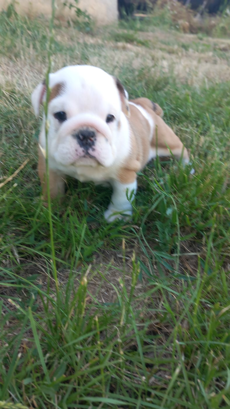 B - Bulldog Anglais
