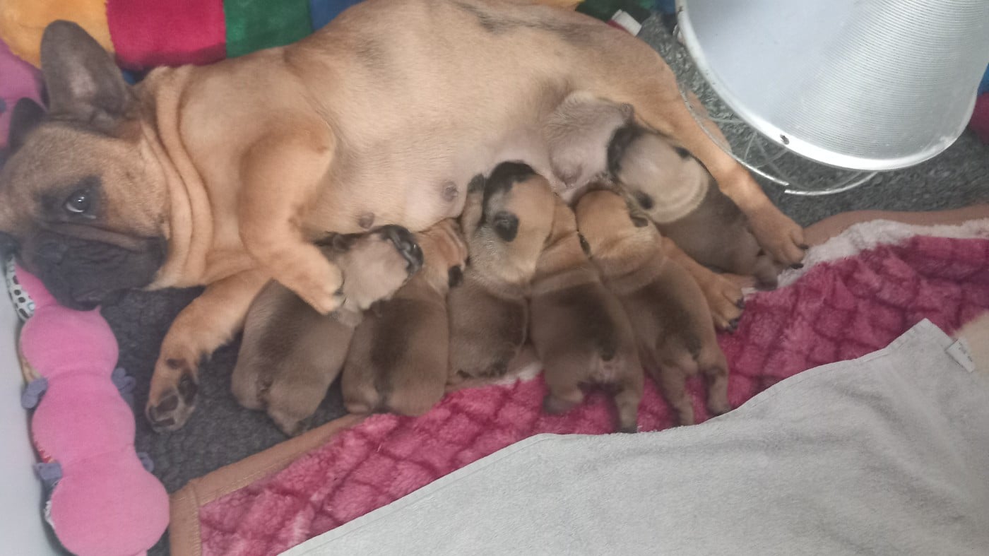 Chiot N°3 - Bouledogue français