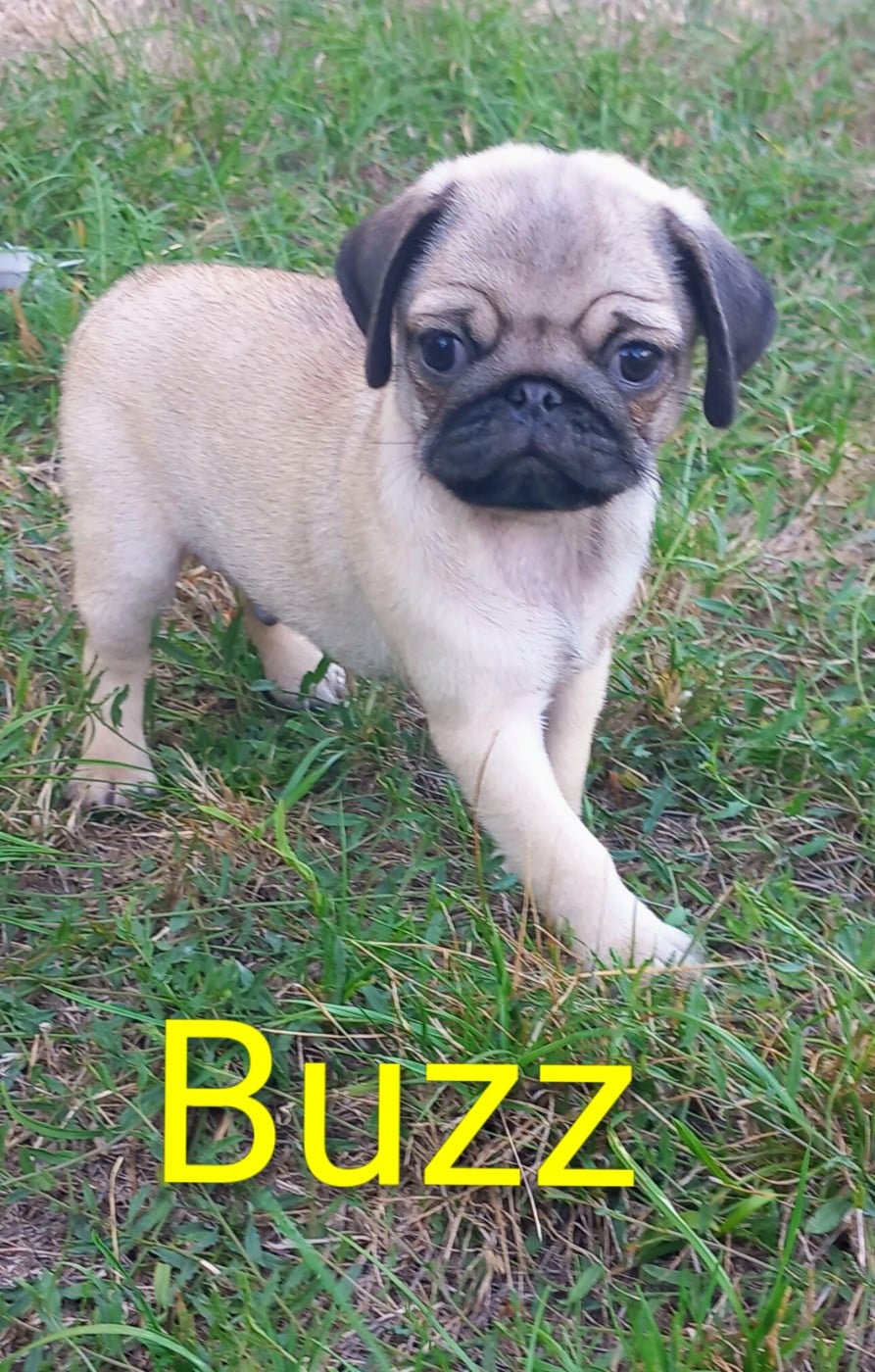 Buzz