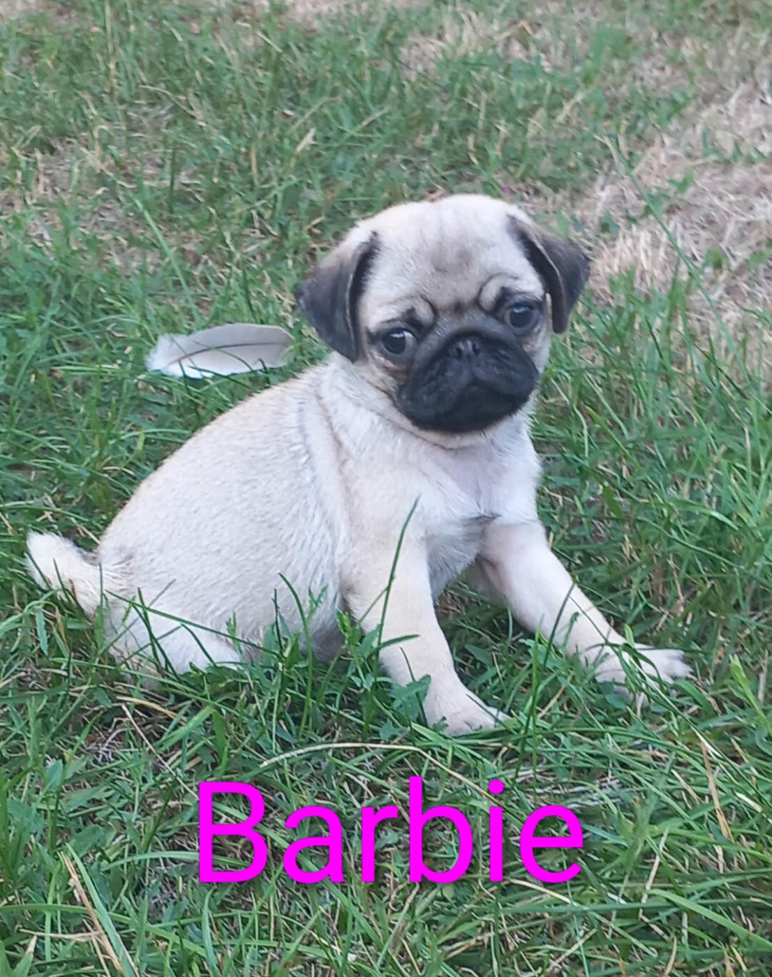 Barbie