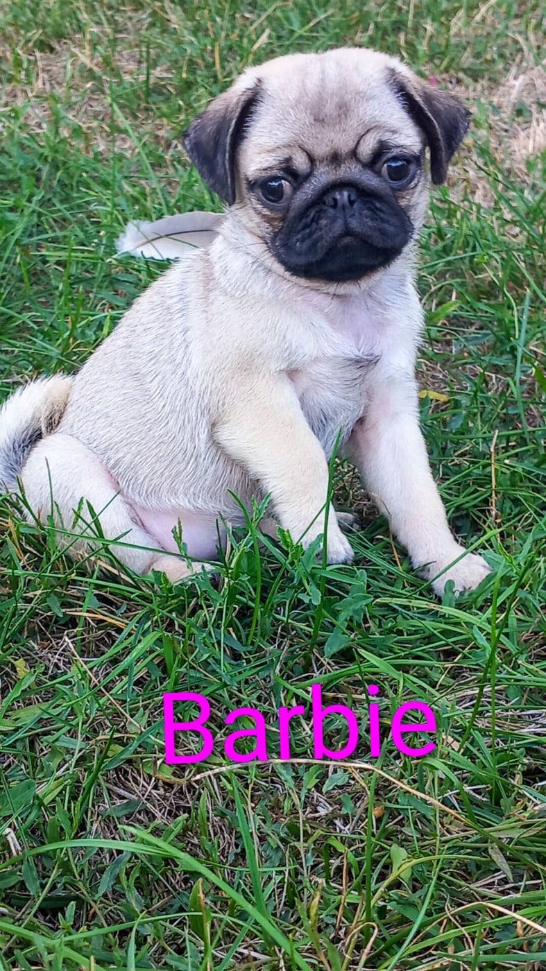 Barbie