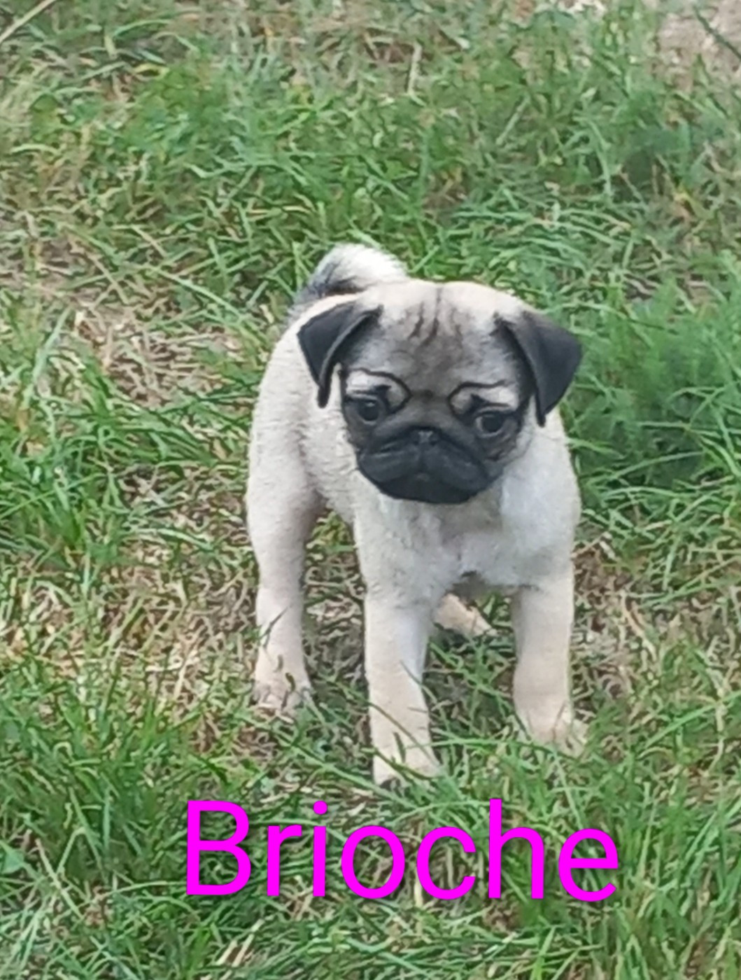 Brioche