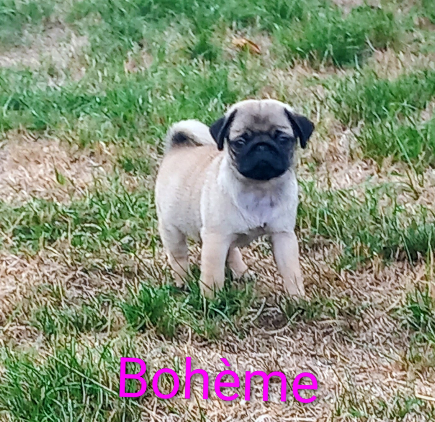 Bohème