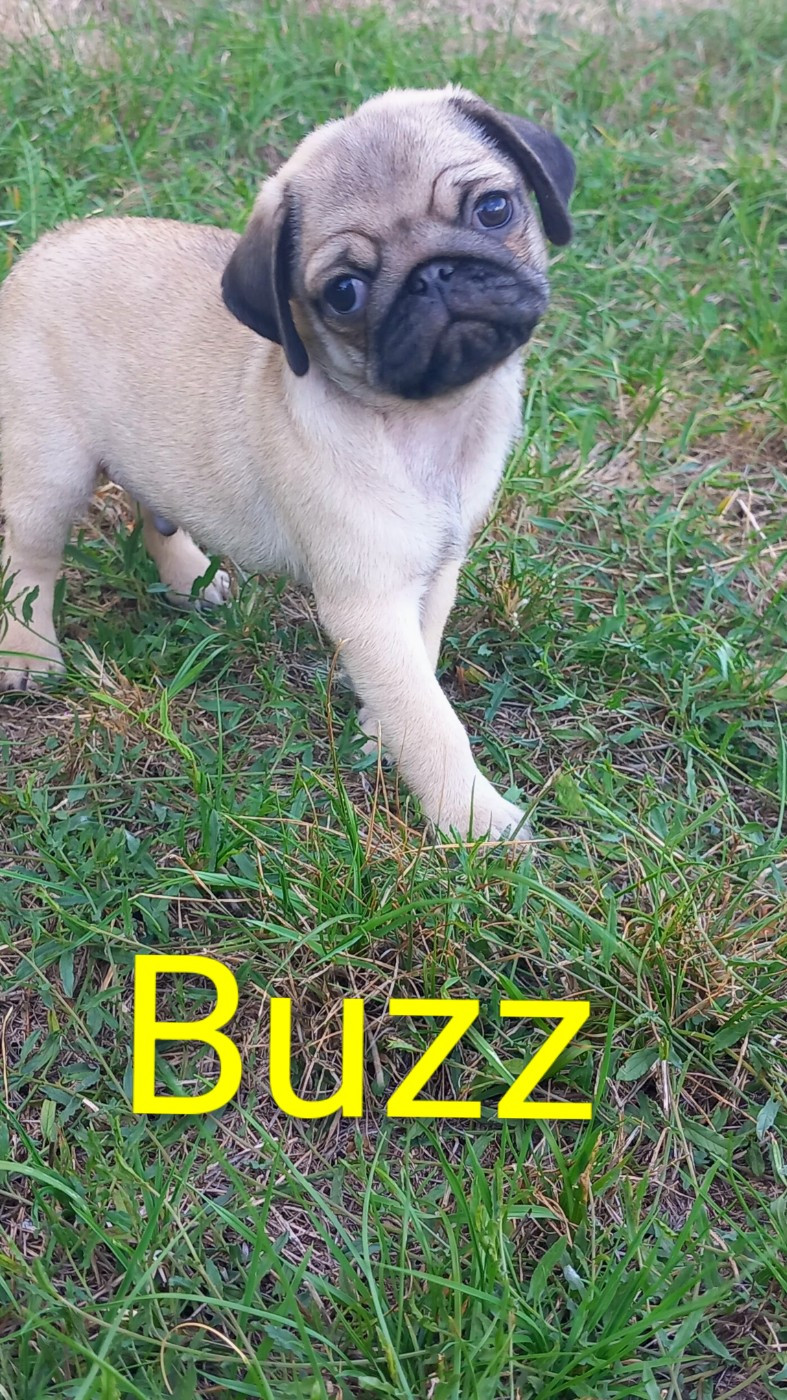 Buzz