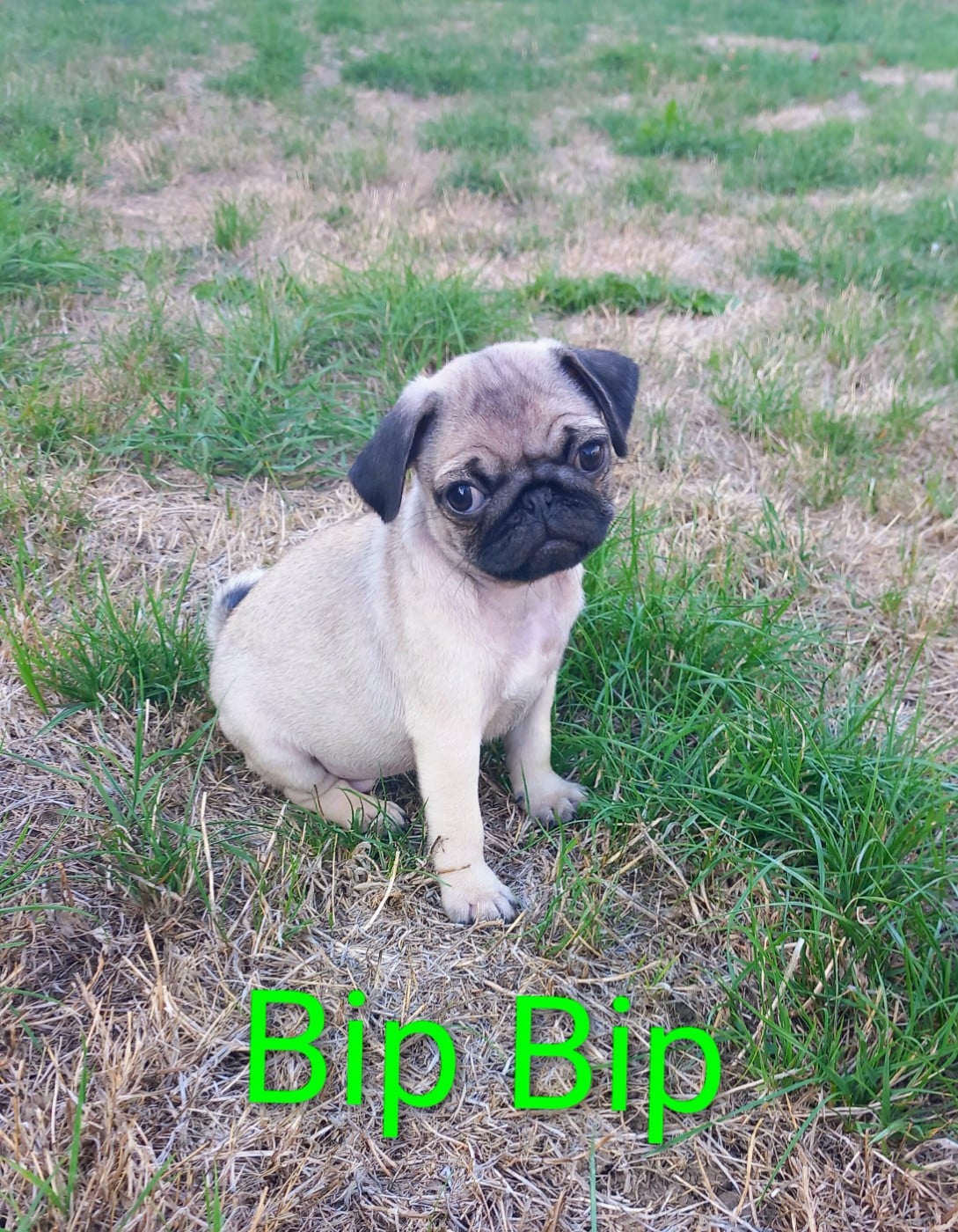Bip bip