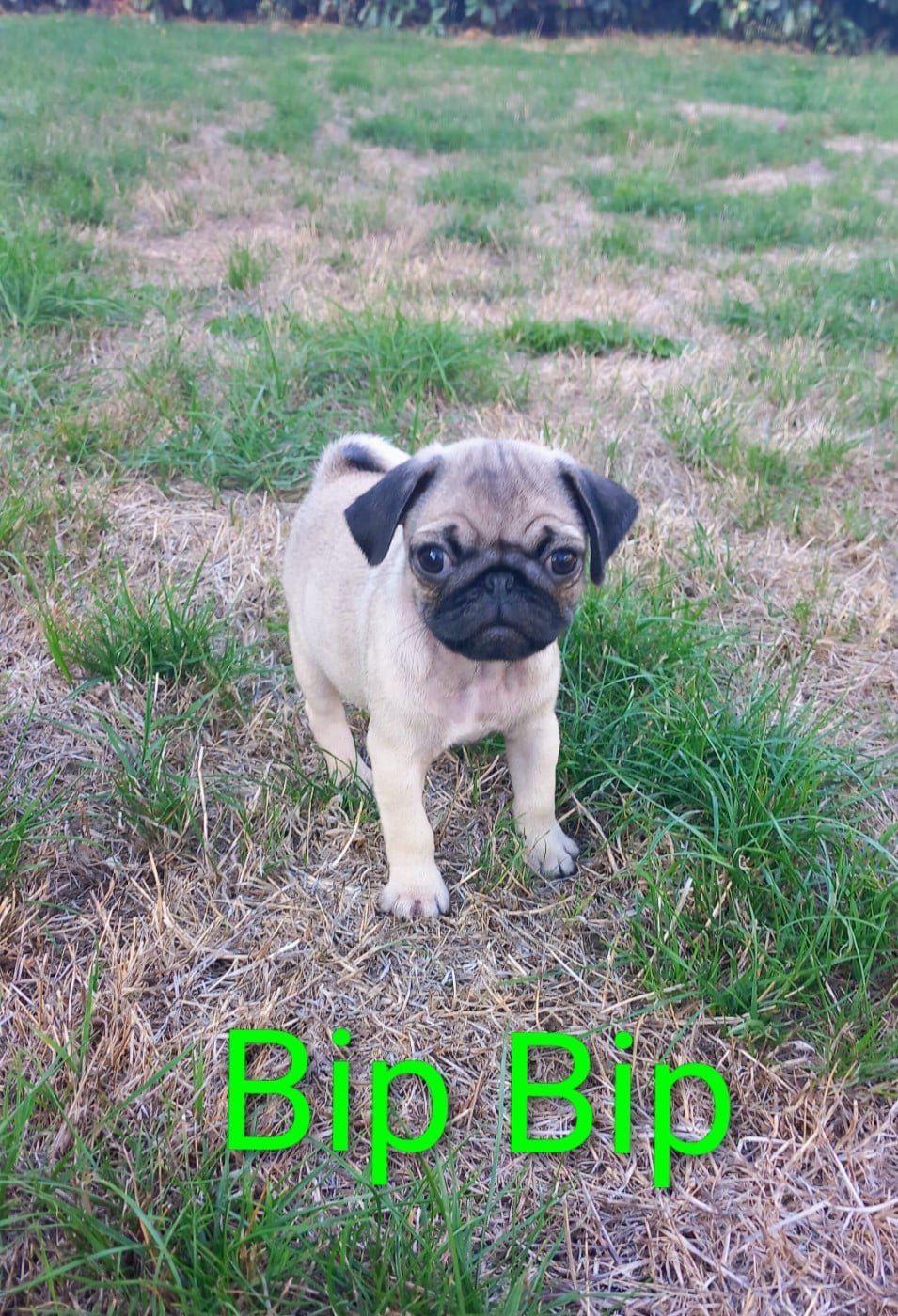 Bip bip