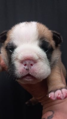 Les chiots de Bulldog Anglais