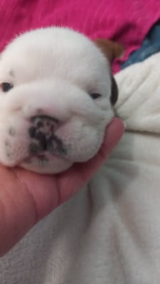 Les chiots de Bulldog Anglais