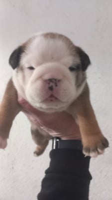 Les chiots de Bulldog Anglais