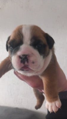 Les chiots de Bulldog Anglais
