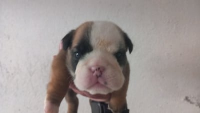 Les chiots de Bulldog Anglais
