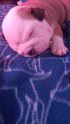 Les chiots de Bulldog Anglais