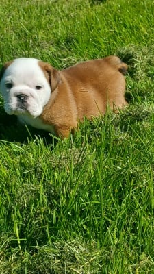Les chiots de Bulldog Anglais
