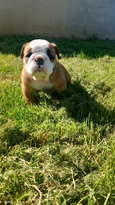 Les chiots de Bulldog Anglais