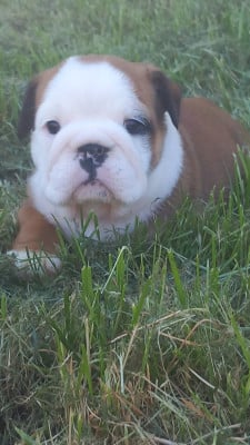 Les chiots de Bulldog Anglais