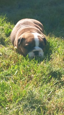 Les chiots de Bulldog Anglais