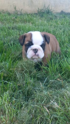 Les chiots de Bulldog Anglais