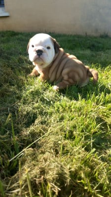 Les chiots de Bulldog Anglais