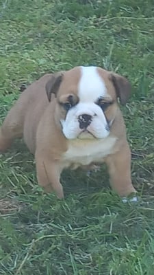 Les chiots de Bulldog Anglais