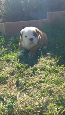 Les chiots de Bulldog Anglais