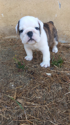 Les chiots de Bulldog Anglais
